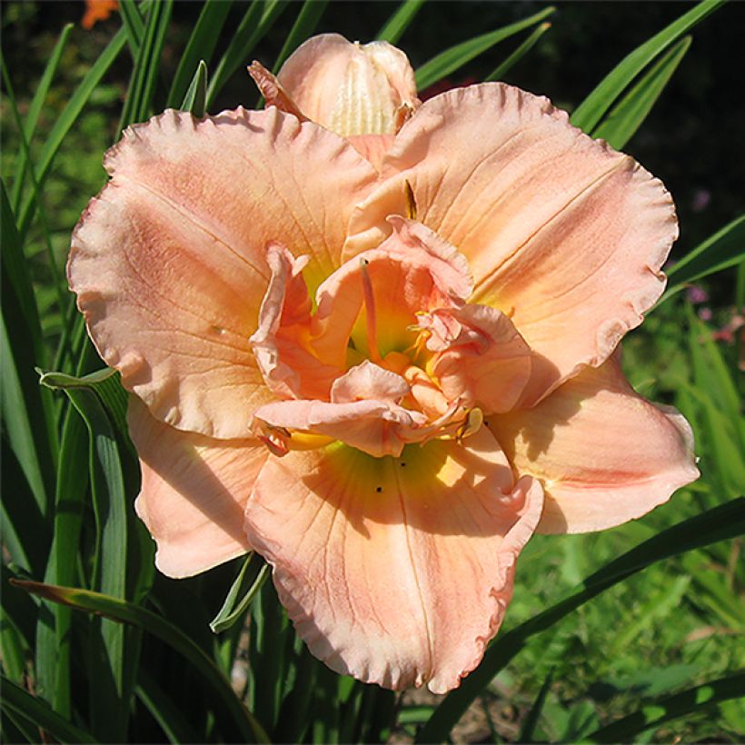 Hémérocalle Siloam Double Classic (Floraison)