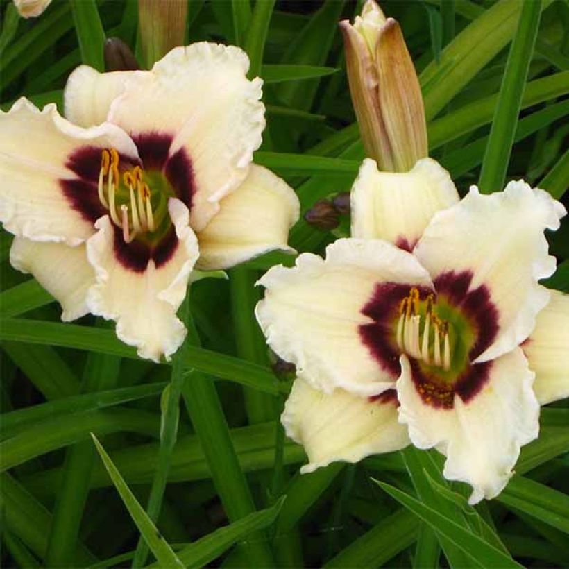 Hémérocalle Snowy Eyes - Lis d'un jour crème et pourpre (Floraison)