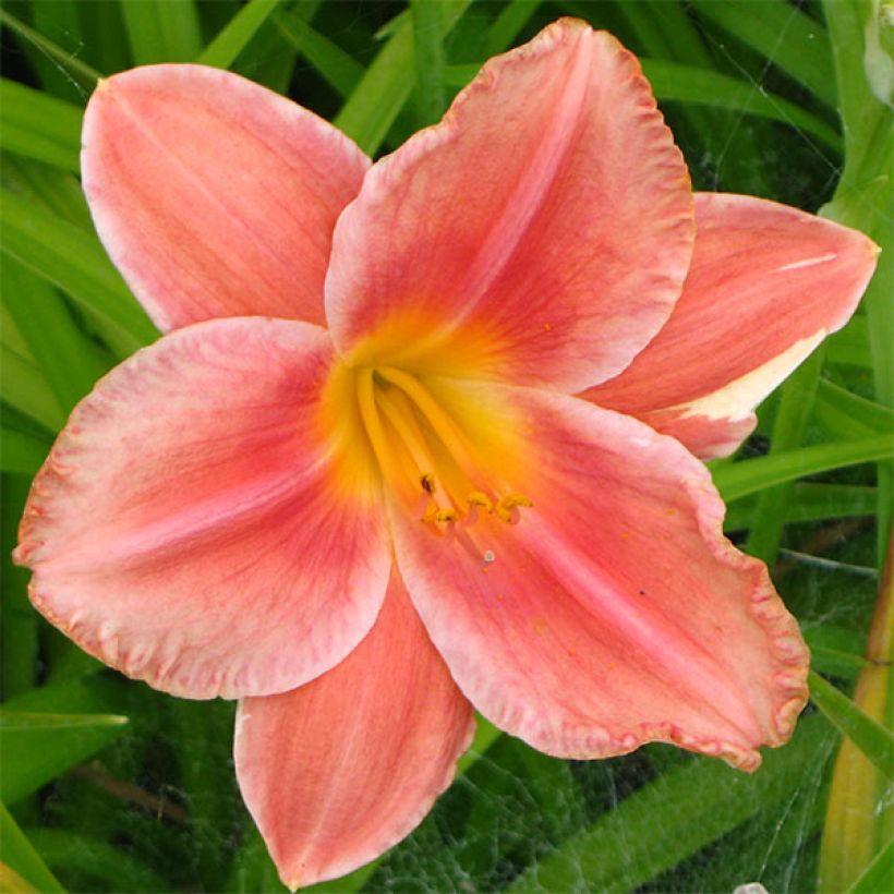 Hémérocalle South Seas - Lis d'un jour orange corail vif (Floraison)