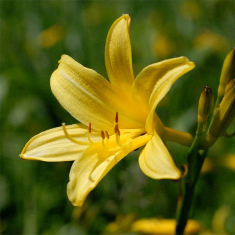 Hémérocalle lilioasphodelus - Lis d'un Jour (Floraison)