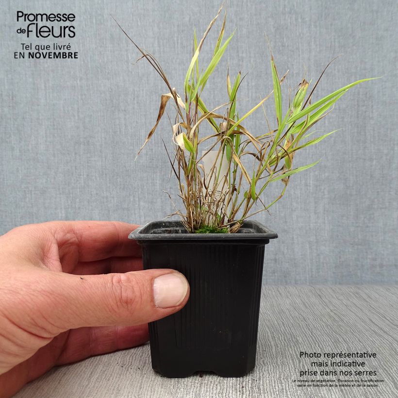 Spécimen de Herbe du Japon - Hakonechloa macra Aureola Godet de 8/9 cm tel que livré en automne