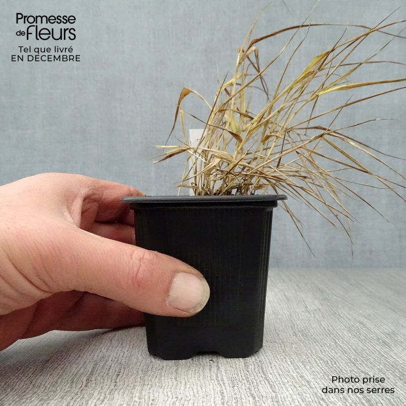 Spécimen de Herbe du Japon - Hakonechloa macra Aureola Godet de 7/8 cm tel que livré en hiver