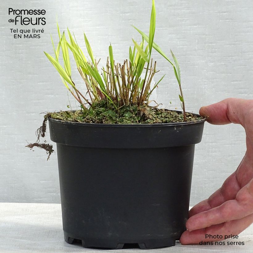 Spécimen de Herbe du Japon - Hakonechloa macra Aureola Pot de 2L/3L tel que livré au printemps