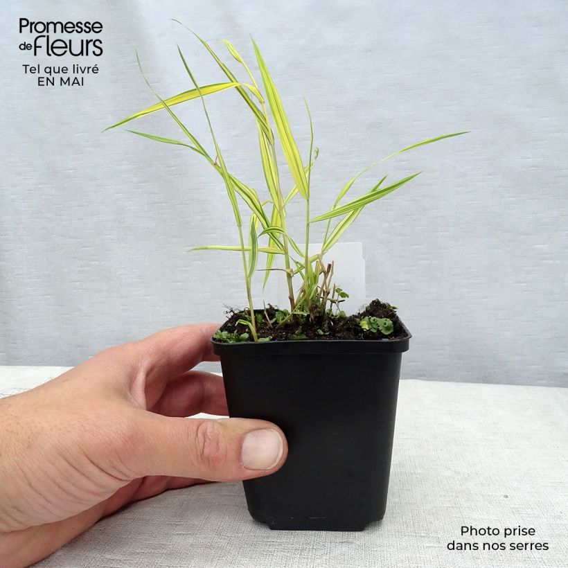 Spécimen de Herbe du Japon - Hakonechloa macra Aureola Godet de 7/8 cm tel que livré au printemps