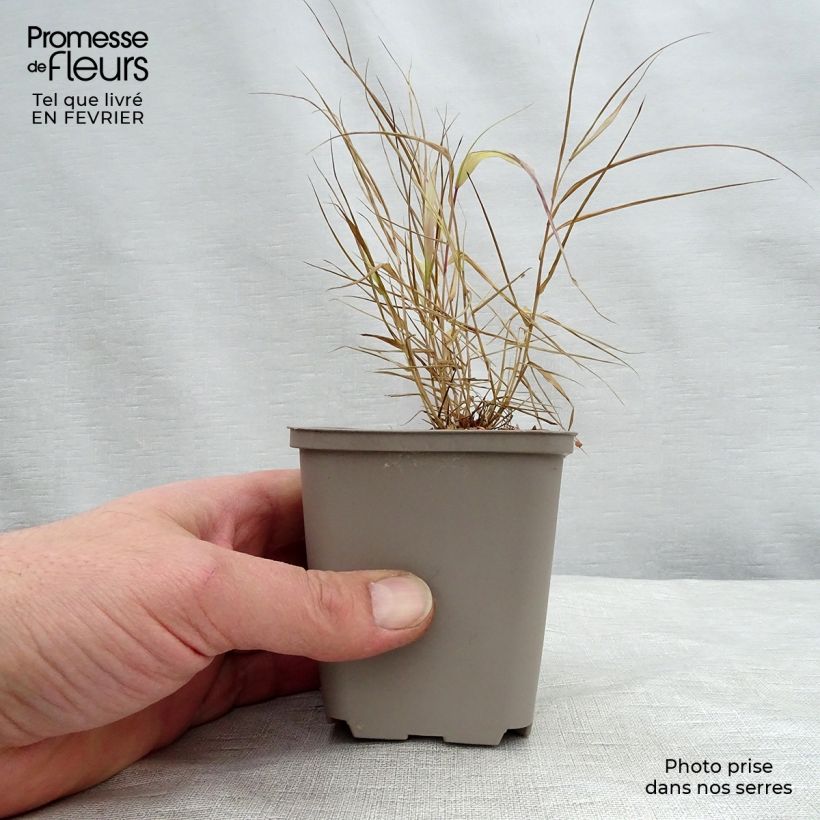 Spécimen de Hakonechloa macra Sunflare - Herbe du Japon Godet de 8/9 cm tel que livré en hiver