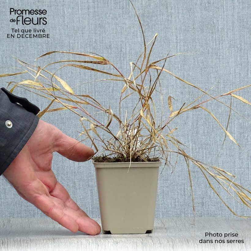 Spécimen de Hakonechloa macra Sunflare - Herbe du Japon Pot de 1L/1,5L tel que livré en hiver