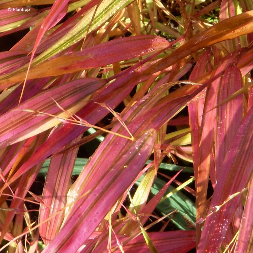 Herbe du Japon - Hakonechloa macra Mulled Wine (Feuillage)