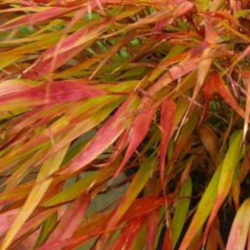 Herbe du Japon - Hakonechloa macra Nicolas (Feuillage)