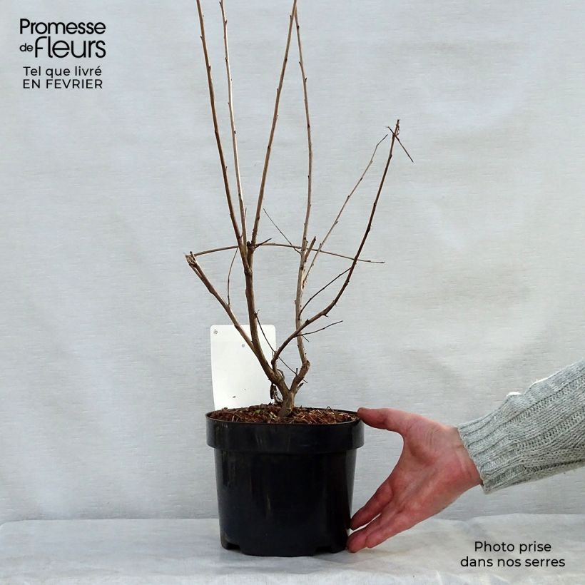 Spécimen de Halesia carolina - Arbre aux cloches d'argent Pot de 2L/3L tel que livré en hiver