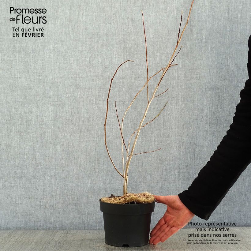 Spécimen de Halesia carolina UConn - Arbre aux cloches d'argent Pot de 2L/3L tel que livré en hiver