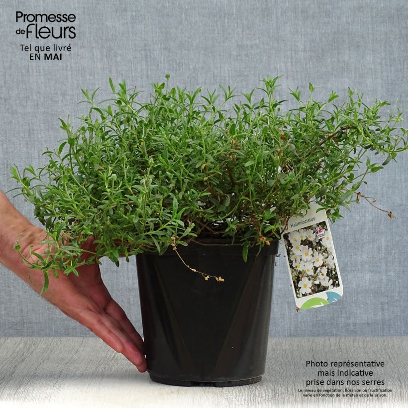 Amostra de Halimiocistus sahucii Vaso de 4 L/5 L tal como entregue na primavera