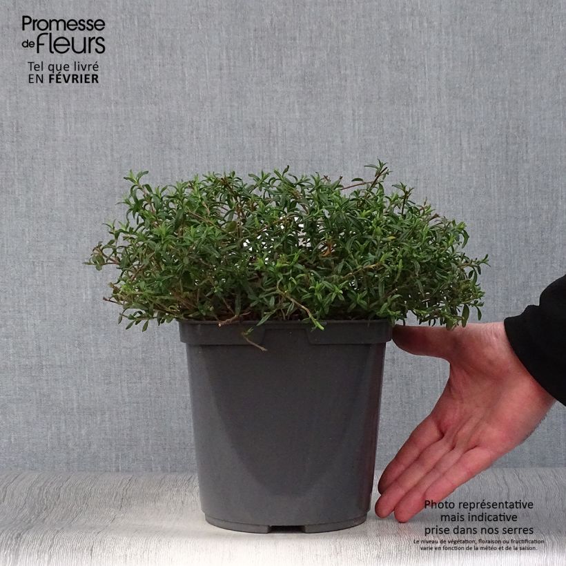 Spécimen de Halimiocistus sahucii - Halimiociste de Sahuc Pot de 4L/5L tel que livré en hiver