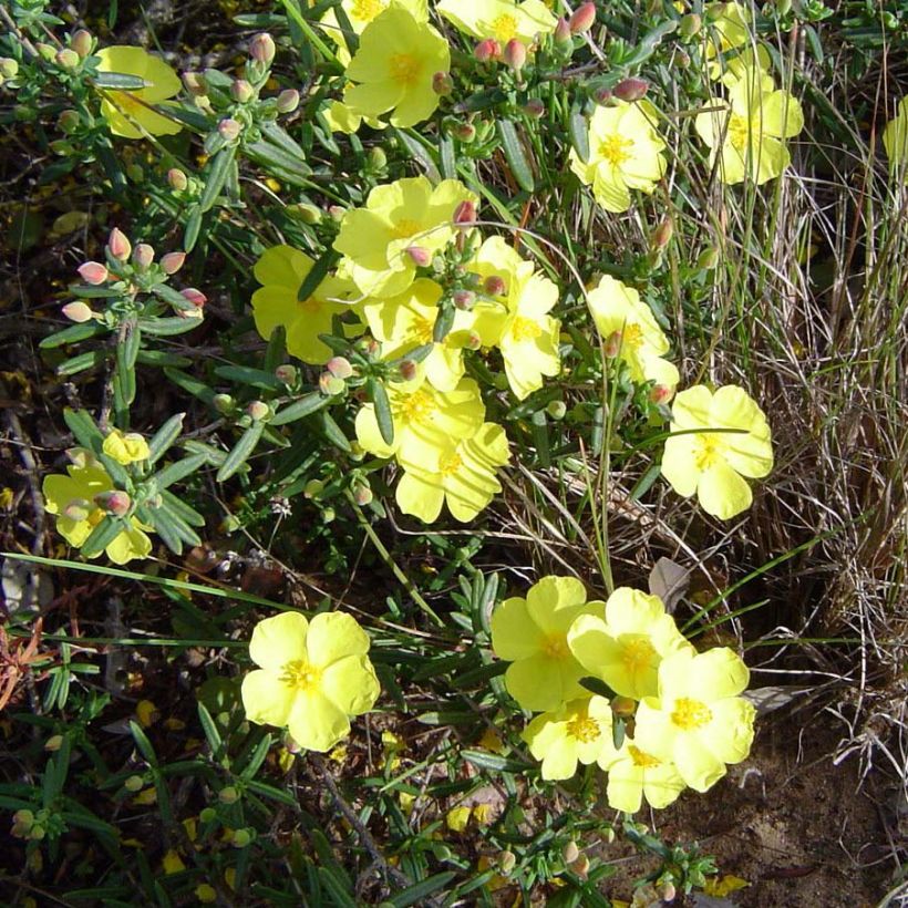 Halimium commutatum - Faux-ciste jaune (Floraison)