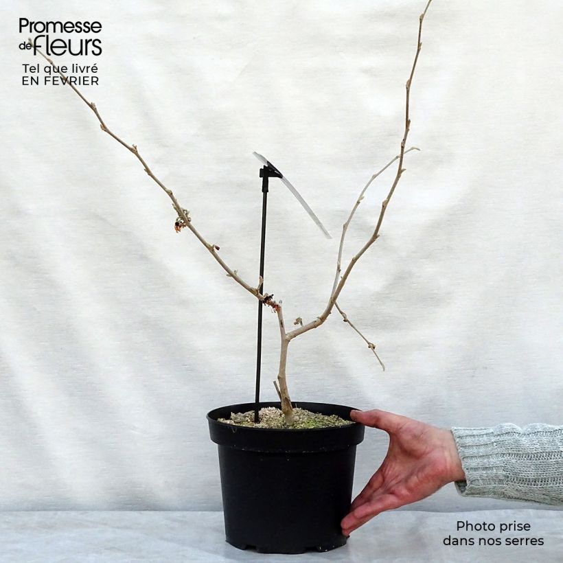 Spécimen de Hamamelis intermedia Diane - Noisetier de Sorcière Pot de 4L/5L tel que livré en hiver