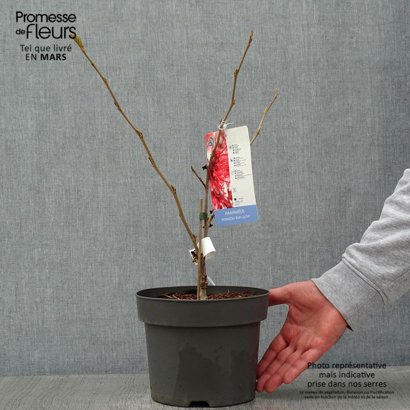 Spécimen de Hamamelis intermedia Ruby Glow - Noisetier de sorcière Pot de 4L/5L tel que livré en hiver