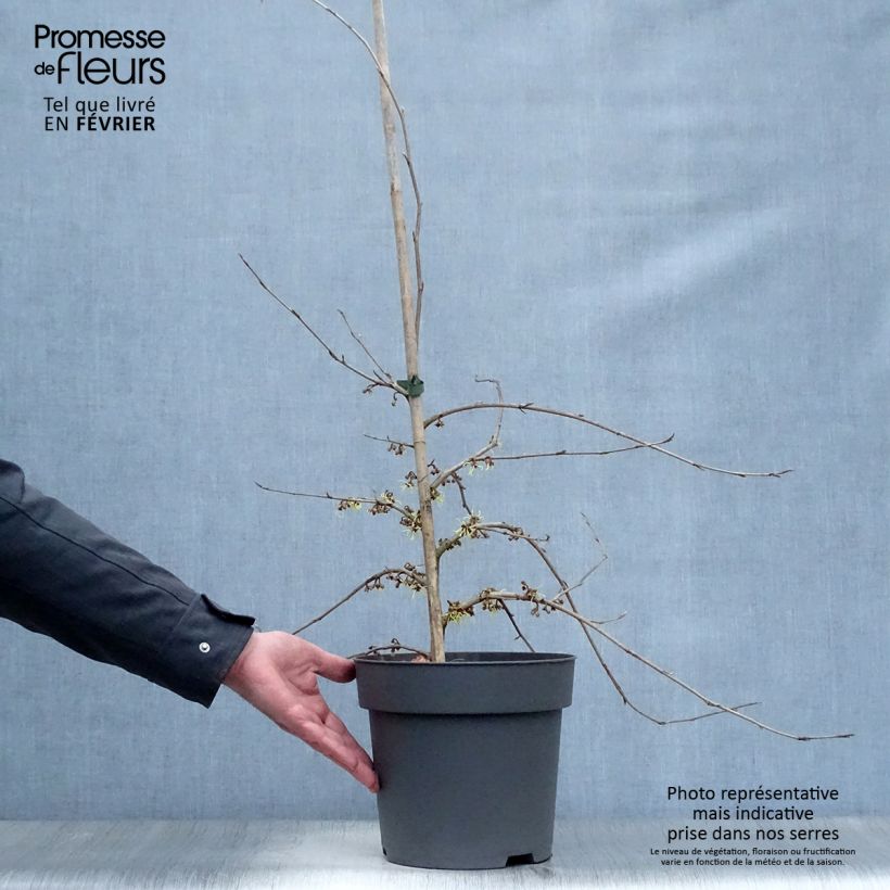 Spécimen de Hamamelis japonica Pendula - Hamamelis pleureur Pot de 6L/7L tel que livré en hiver