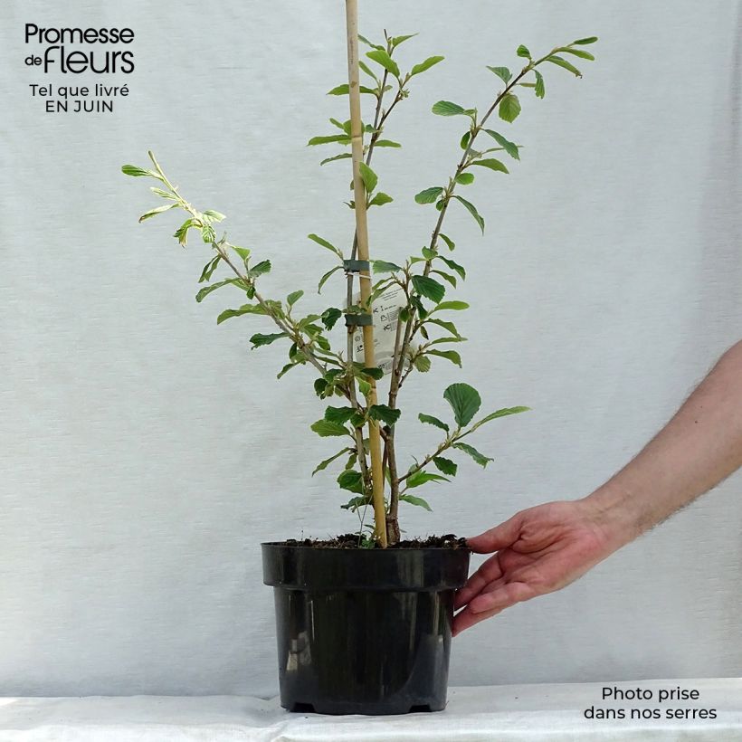 Spécimen de Noisetier des sorcières - Hamamelis mollis Pallida Pot de 4L/5L tel que livré en été