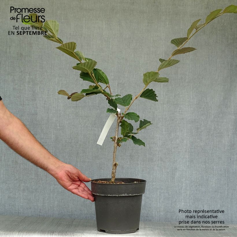 Spécimen de Hamamelis vernalis Washington Park Pot de 4L/5L tel que livré en automne