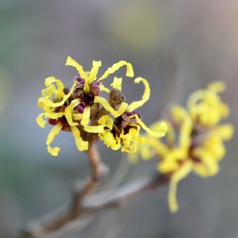 Hamamelis virginiana - Noisetier de sorcière de Virginie (Floraison)