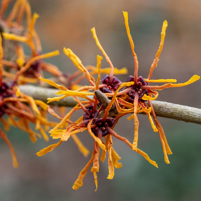 Hamamelis (x) intermedia Aphrodite - Noisetier de sorcière (Floraison)