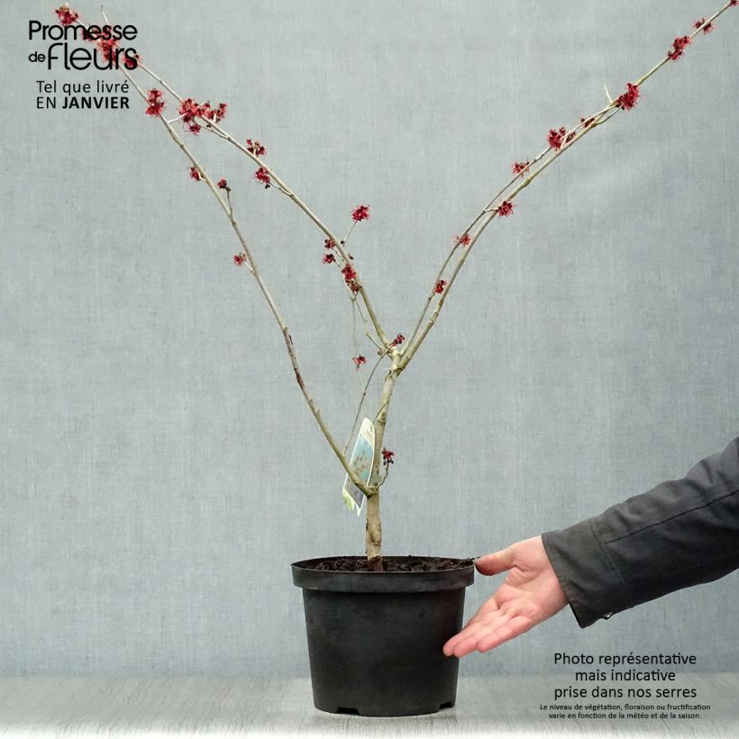 Spécimen de Hamamelis (x) intermedia Feuerzauber - Noisetier de sorcière Pot de 4L/5L tel que livré en hiver