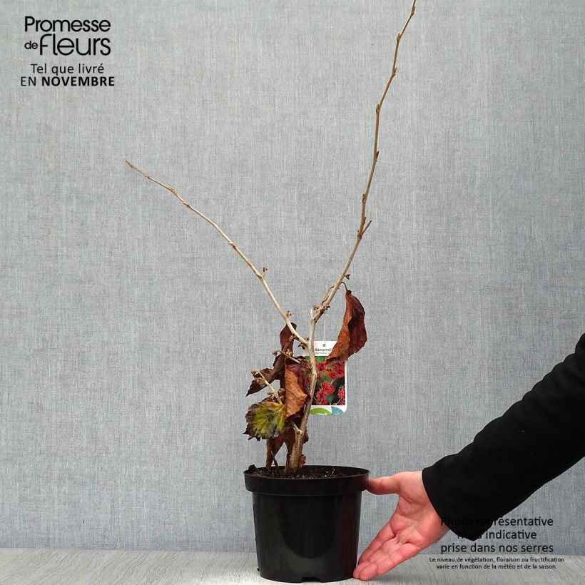 Spécimen de Hamamelis (x) intermedia Jelena - Noisetier de sorcière Pot de 2L/3L tel que livré en automne