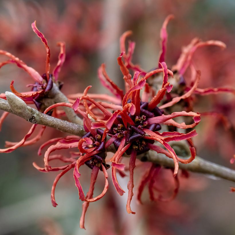 Hamamelis (x) intermedia Rubin - Noisetier de sorcière (Floraison)