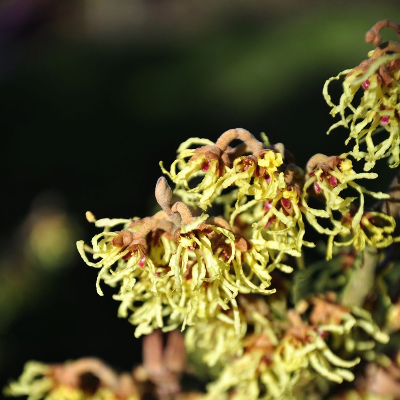 Hamamelis (x) intermedia Westerstede - Noisetier de sorcière (Floraison)