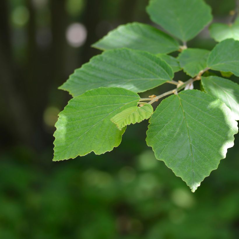 Hamamelis japonica Zuccariniana - Hamamélis du Japon (Feuillage)
