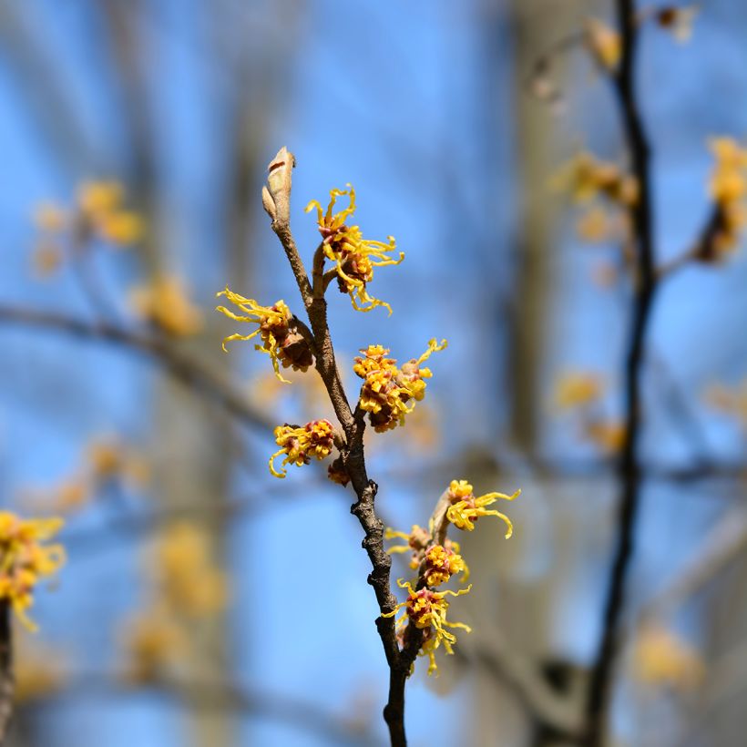 Hamamelis japonica Zuccariniana - Hamamélis du Japon (Floraison)