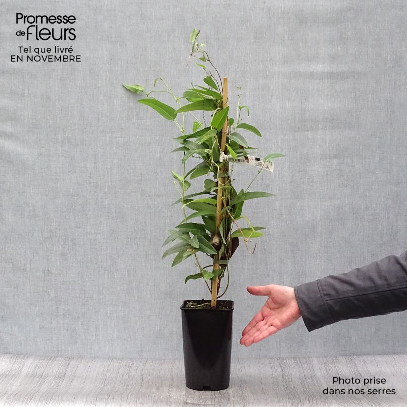 Spécimen de Hardenbergia violacea Pot de 2L/3L tel que livré en automne