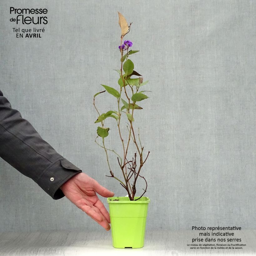 Spécimen de Hardenbergia violacea Regent Pot de 1L/1,5L tel que livré au printemps