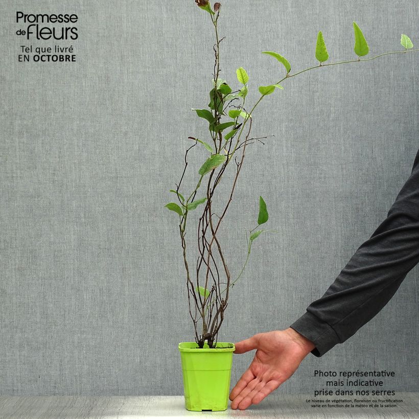 Spécimen de Hardenbergia violacea Regent Pot de 1L/1,5L tel que livré en automne