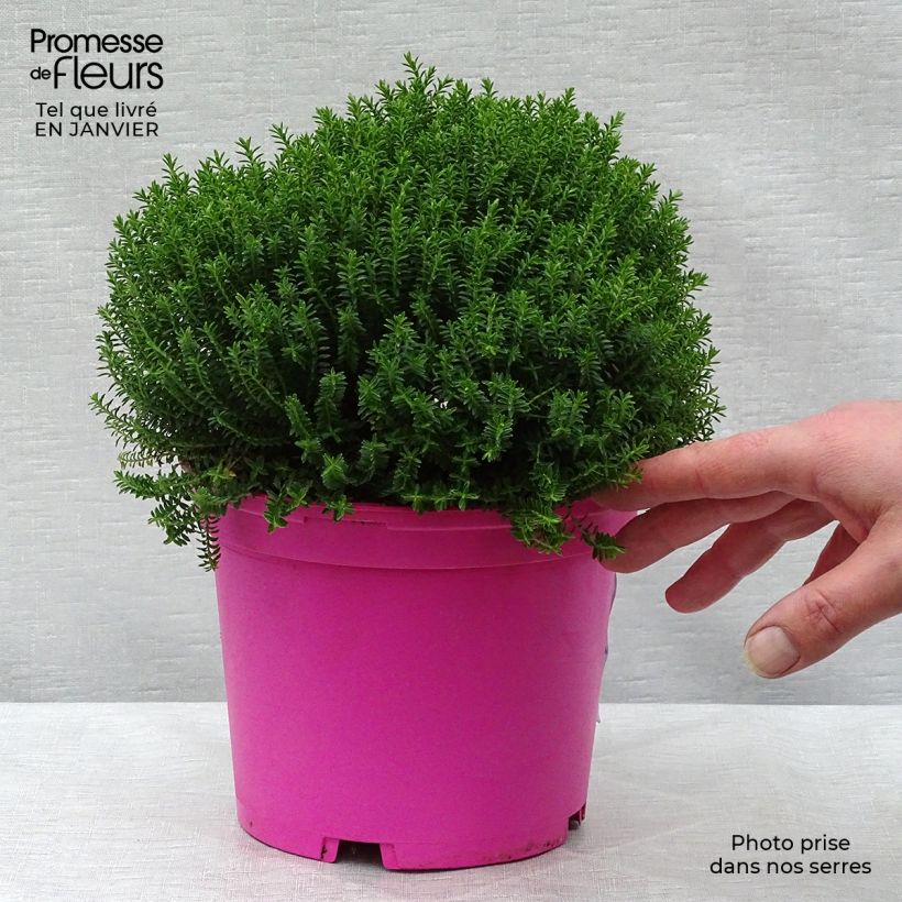 Spécimen de Hebe Green Globe - Véronique arbustive Pot de 1,5L/2L tel que livré en hiver