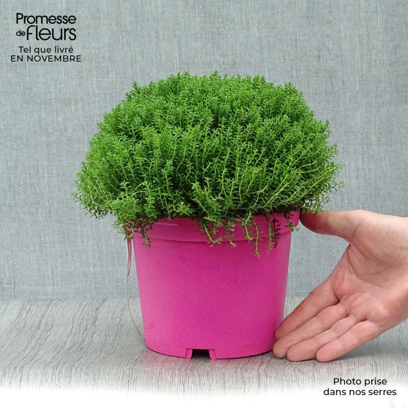 Spécimen de Hebe Green Globe - Véronique arbustive Pot de 1,5L/2L tel que livré en automne