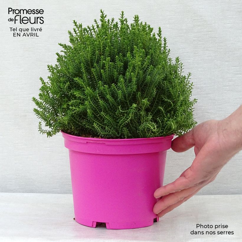 Spécimen de Hebe Green Globe - Véronique arbustive Pot de 1,5L/2L tel que livré au printemps