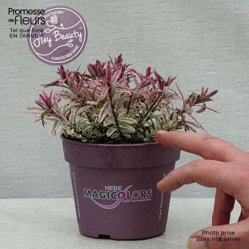 Spécimen de Hebe Heartbreaker - Véronique arbustive Pot de 1L/1,5L tel que livré en hiver