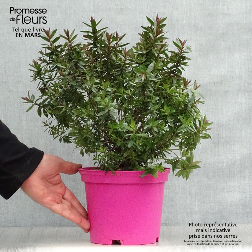 Spécimen de Hebe Raspberry Ripple - Véronique arbustive. Pot de 2L/3L tel que livré au printemps