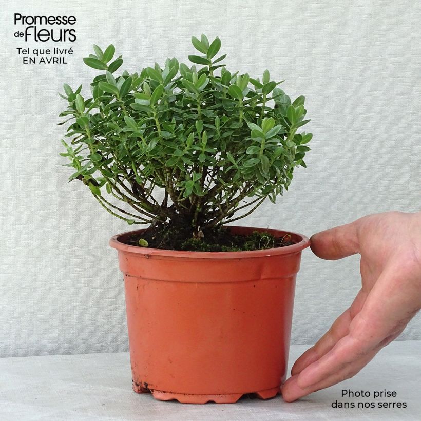 Spécimen de Hebe Red Edge - Véronique arbustive. Pot de 2L/3L tel que livré au printemps