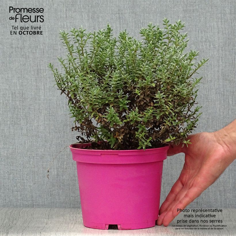 Spécimen de Hebe Sutherlandii - Véronique arbustive. Pot de 2L/3L tel que livré en automne