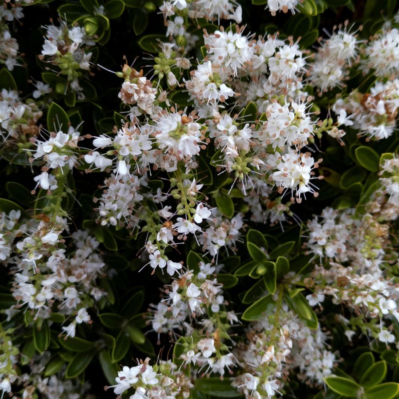 Hebe Sutherlandii - Véronique arbustive. (Floraison)