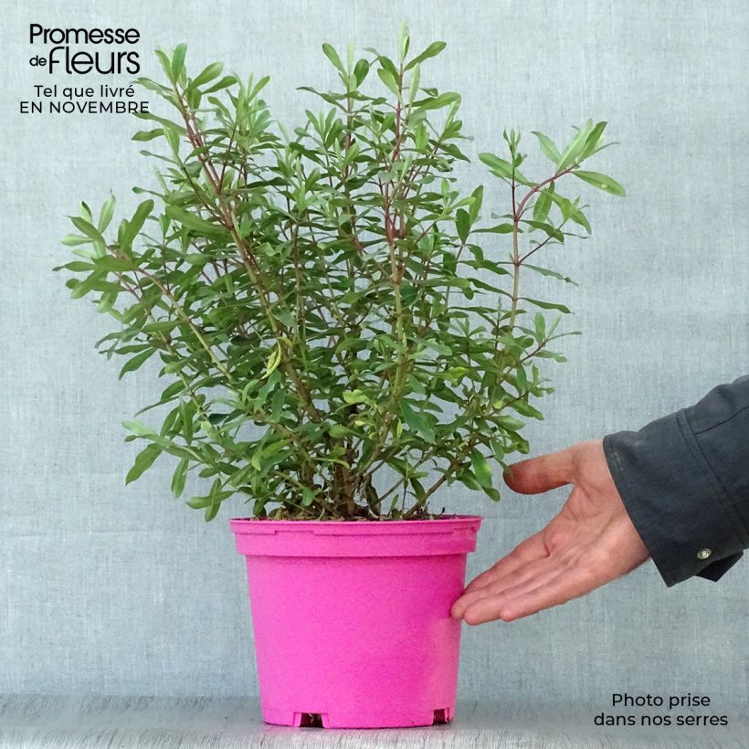 Spécimen de Hebe Wiri Charm - Véronique arbustive Pot de 2L/3L tel que livré en automne