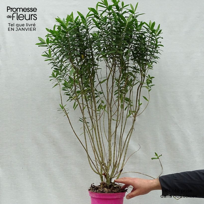 Spécimen de Hebe Wiri Image - Véronique arbustive Pot de 2L/3L tel que livré en hiver