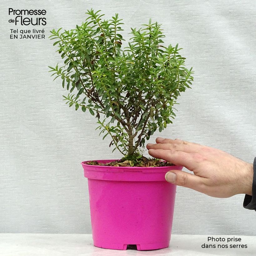 Spécimen de Hebe brachysiphon - Véronique arbustive Pot de 2L/3L tel que livré en hiver