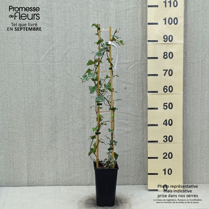 Spécimen de Lierre commun - Hedera helix Eva Pot de 2L/3L tel que livré en automne