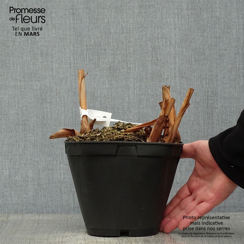 Spécimen de Hedychium Elizabeth - Gingembre d'ornement Pot de 3L/4L tel que livré au printemps