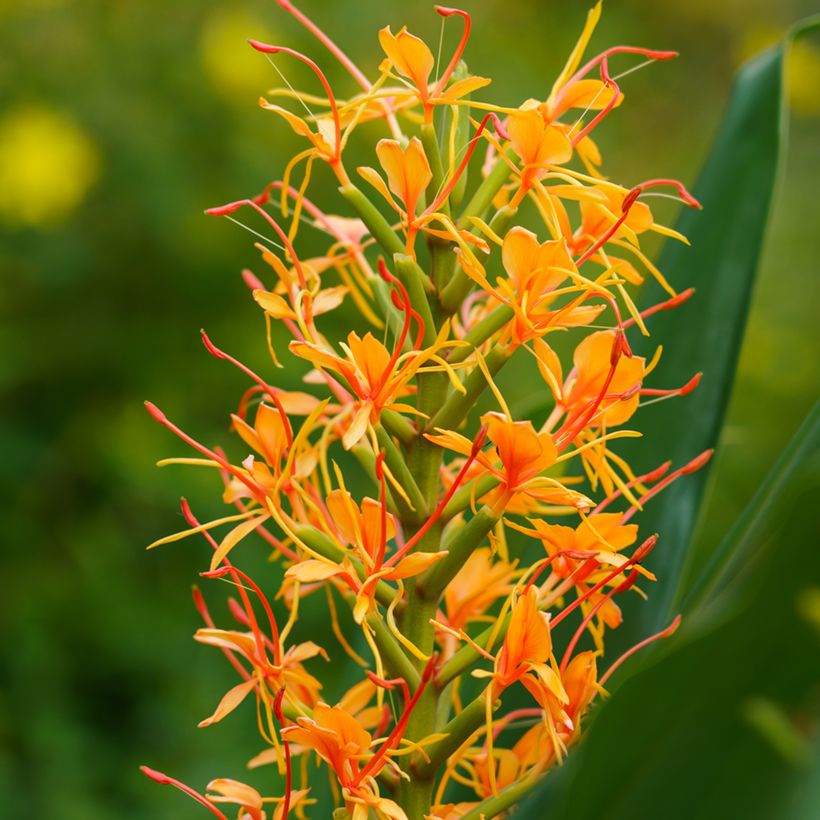 Hedychium coccineum Tara - Longose rouge (Floraison)