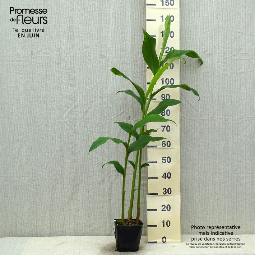 Spécimen de Hedychium densiflorum Assam Orange - Gingembre d'ornement   Pot de 3L/4L tel que livré en été