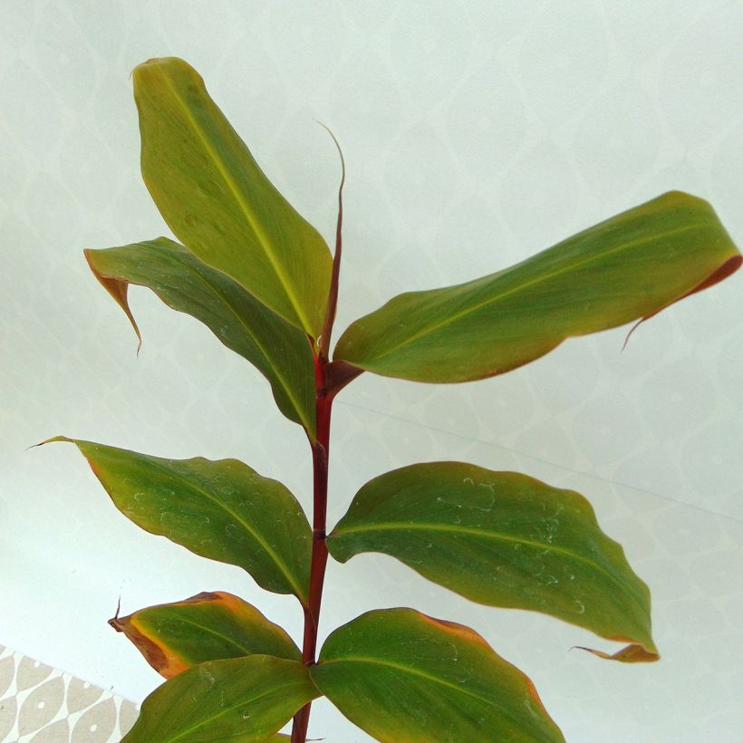 Hedychium greenii - Gingembre corail (Feuillage)