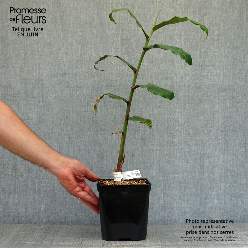 Spécimen de Hedychium rubrum (deceptum) - Gingembre d'ornement Pot de 3L/4L tel que livré en été